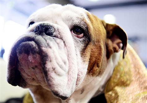  One of the reasons we chose Bruiser Bulldogs was due to the claims about breeding for health