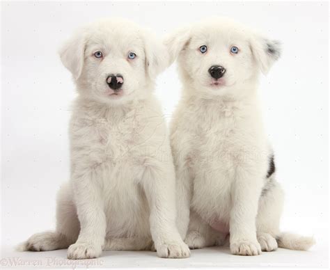  One pup is all white and three others are mostly white with one small black mark