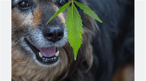  One study confirmed that arthritic dogs given CBD twice a day became more active and showed fewer signs of discomfort