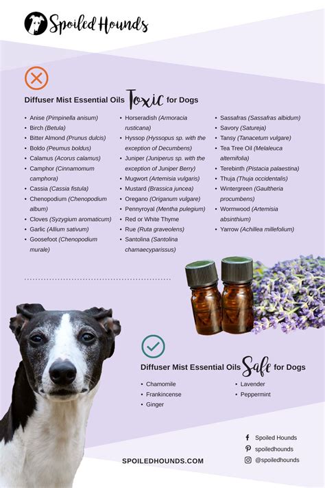  One thing that sucks about being sick is that I still have four dogs to care for, and diffusing calming essential oils keeps me relaxed and calm, even when I feel like crap