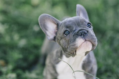  One to consider is a Hypoallergenic French Bulldog