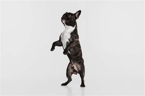  One way to do this is to have your French bulldog stand in the corner of a room with his backside against one wall