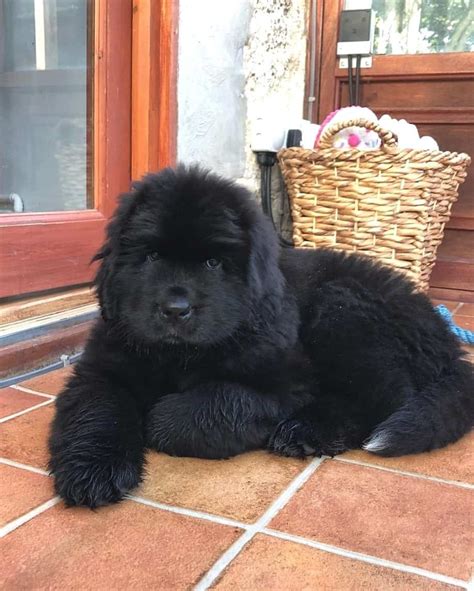  Ongoing breeding is believed to have continued the pure Newfoundland lab bloodline in our Labrador Retriever breed today