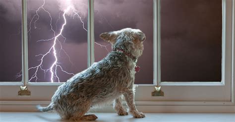  Only 10 percent of dogs were afraid of thunder