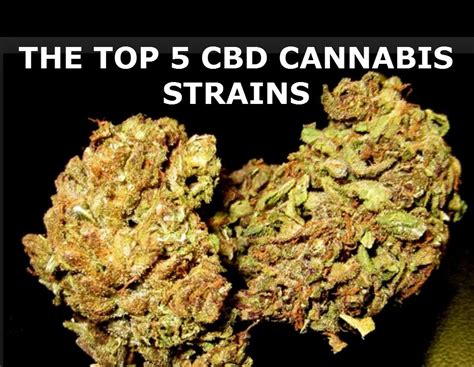  Only humans can use this strain without issues