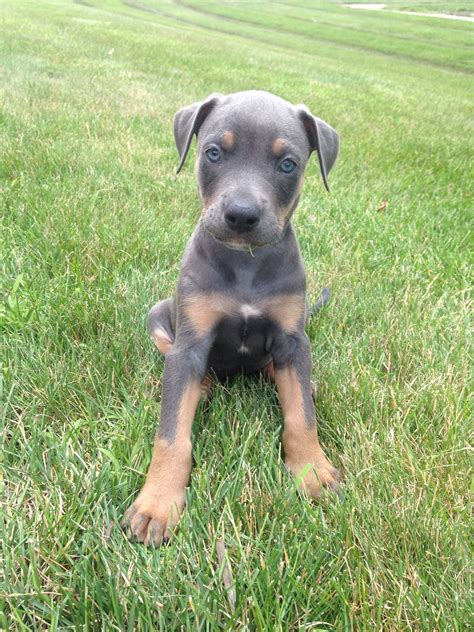  Ontario Dog puppy looking for a new home- Pitbull Mix with Doberman