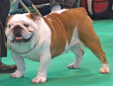  Opposed by the British Bulldog Breed Council, it was speculated by the press that the changes would lead to a smaller head, fewer skin folds, a longer muzzle, and a taller thinner posture, in order to combat problems with respiration and breeding due to head size and width of shoulders