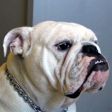  Oral Care Blue English Bulldogs suffer from a condition known as underbite or canine malocclusion
