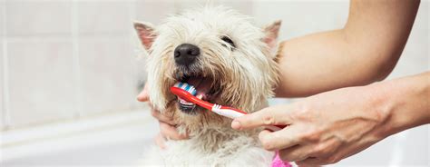  Oral Care for Dogs: Looking after your dog