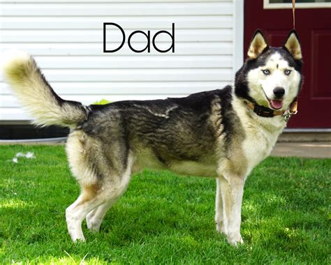  Originally, a German Shepherd and a Siberian Husky parents were mated to produce a first-rate working dog, since both the parents are excellent working dogs