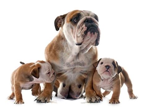  Originally bred as mini-bulldogs in England, then brought to France, they have compact bodies, upright ears, and are the perfect partner for spending time at home