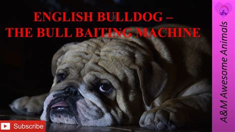  Originally bred for bull-baiting in the s, the naturally nice English Bulldog was forced to be aggressive to fit this extreme sport