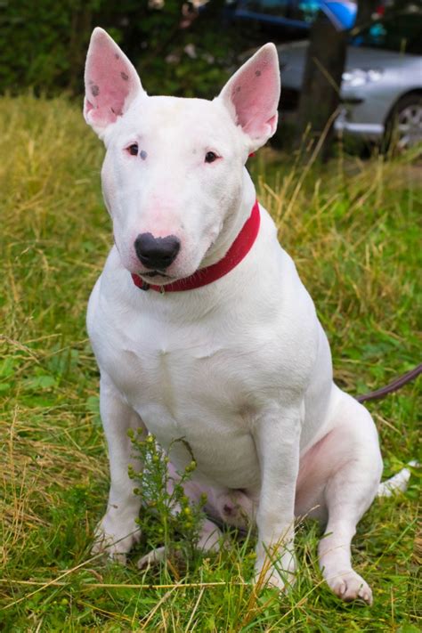  Other Bull Terriers need long-term treatment with antibiotics or steroids to keep skin problems under control