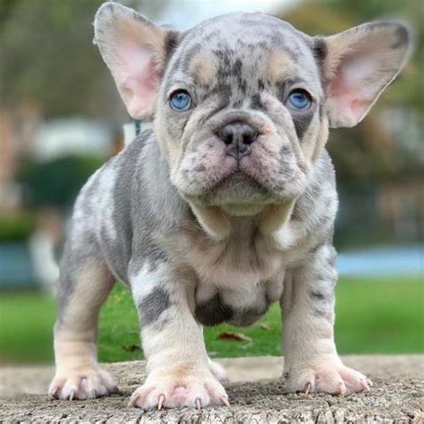  Other Exotic French Bulldogs In addition to the Micro French Bulldog, there are several other exotic French Bulldog variations that have become increasingly popular in recent years