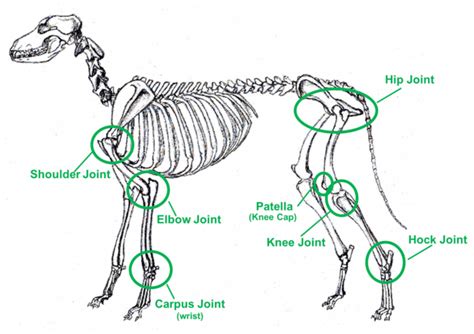  Other animals suffer from joint pains and other mobility issues