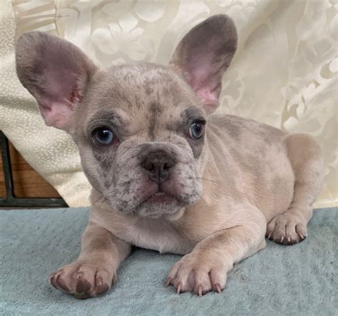  Other colors that are popular are the lilac merle french bulldog