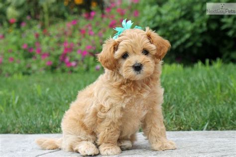  Other cute breeds include: havapoo puppies for sale online: They are incredibly intelligent, making them easy to train, but they also have low-energy personalities, making them great for families with children