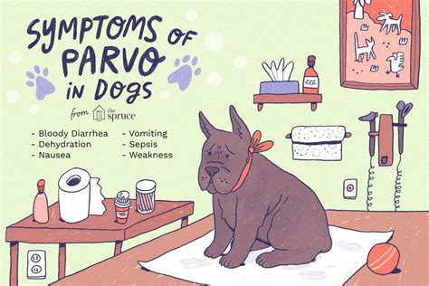  Other illnesses that can cause vomiting and diarrhea include parvovirus distemper and salmonella