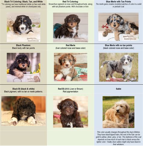  Other modifying genes and factors can influence the coat color, shade, and pattern in Bernedoodles, leading to some variations within a litter