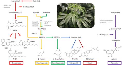  Other possible applications of plant-derived cannabinoids could be just as groundbreaking