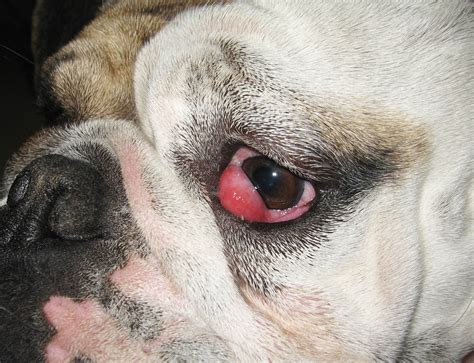  Other problems can include cherry eye , a protrusion of the inner eyelid which can be corrected by a veterinarian , allergies , and hip issues in older Bulldogs