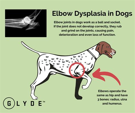  Other problems commonly seen in Labradors include elbow dysplasia, PRA, obesity, ear problems, and skin allergies