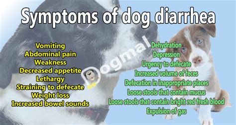  Other signs include lack of appetite and vomiting, while in rare cases, dogs may develop diarrhea as well