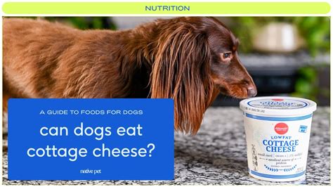 Other sources for both flavor and health, serve your dog with cottage cheese, tofu, baby food, or boiled chicken or turkey, boiled liver, boiled hamburger
