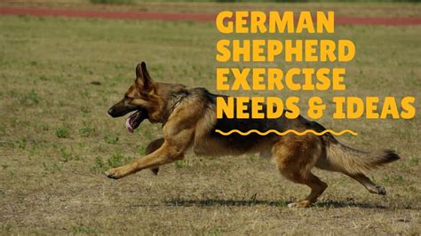  Other ways to exercise your White German Shepherd include hiking, a day at a doggy daycare, or even swimming at a lake or in a backyard pool
