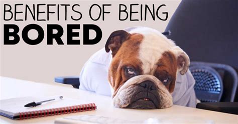  Otherwise, your pup might end up being bored, which will result in many destructive behaviors