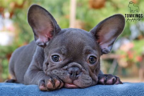  Our Available French Bulldog Puppies! Next litter will be posted in early November of 