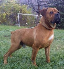  Our Bandogges also being registered, pedigreed dogs , are the results of outcross breedings between American Bulldogs, South African Boerboels, English Mastiffs, Cane Corsos, Dogue de Bordeaux and other traditional and exotic Mastiff breeds