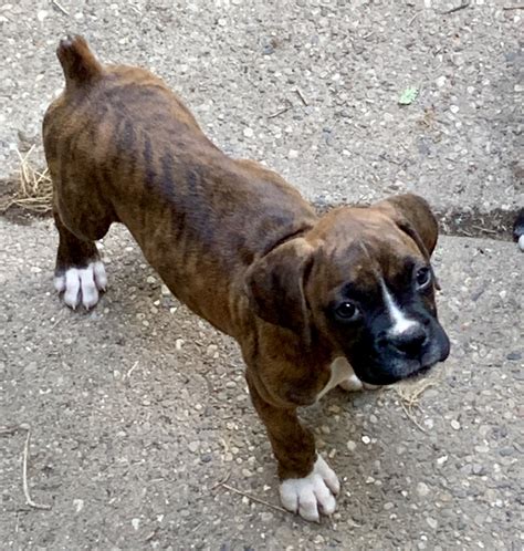  Our Boxer puppies for sale come from either USDA licensed commercial breeders or hobby breeders with no more than 5 breeding mothers