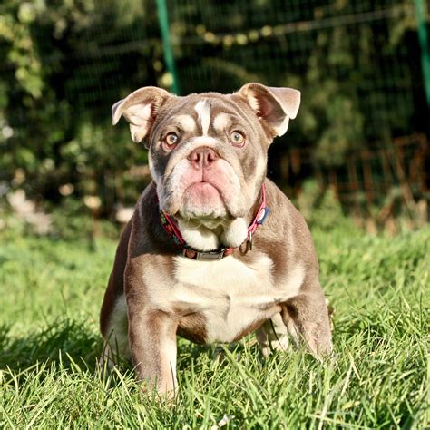  Our Breeding Farm: What denotes us? Our Exotic Bulldog exemplars are the result of accurate selections, from generation to generation, to obtain wonderful individuals as for their morphology, health and temper