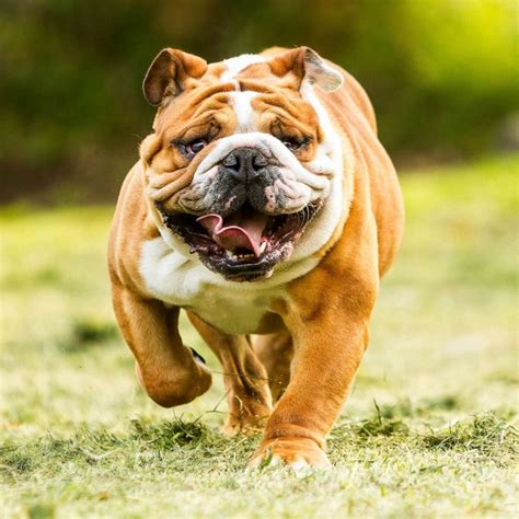  Our Bulldogs are from high quality and healthy breeding