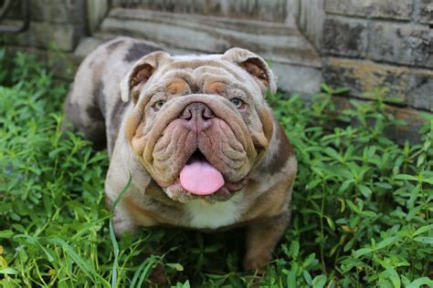  Our English Bulldog studs exhibit a muscular build desired by us and have a strong pedigree