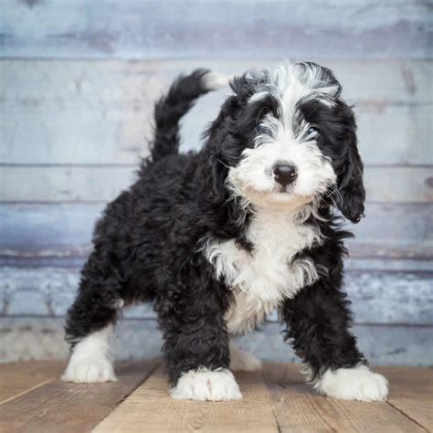  Our F1 Mini Bernedoodles usually stand between 17 and 22 inches tall and weigh anywhere from 25 to 65 pounds with most of them weighing lbs