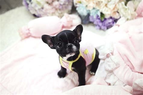  Our French Bulldog Puppies are given a wonderful start in life that provides them with the love, socialization and training they need to become ideal pets
