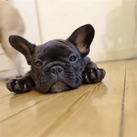  Our French Bulldog puppies are given a wonderful start in life that provides them with the love, socialization and training they need to become ideal pets for families in Seattle, Washington