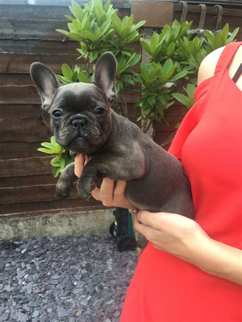  Our French Bulldog puppies for sale in north carolina are raised with much care and attention; as a result, they have been guaranteed health throughout their lives compared to other breeders who only give a limited time or money-back guarantee! French Bulldog puppies for sale near me