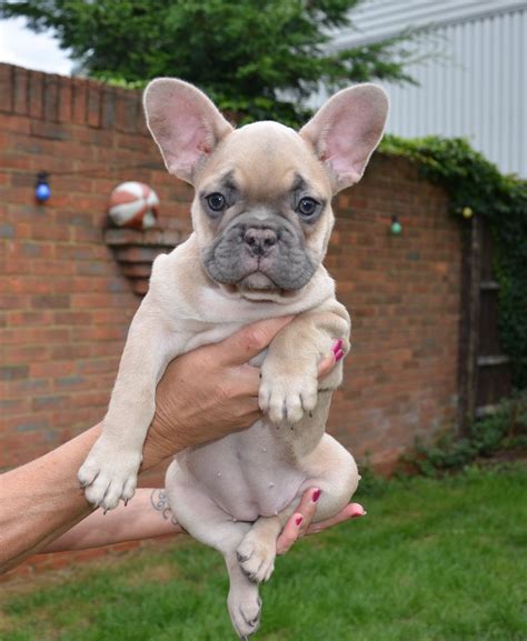 Our French Bulldogs and French bulldog puppies are raised in our home, not in a kennel