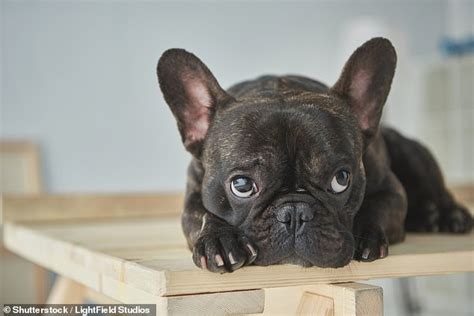  Our French Bulldogs have had no health problems