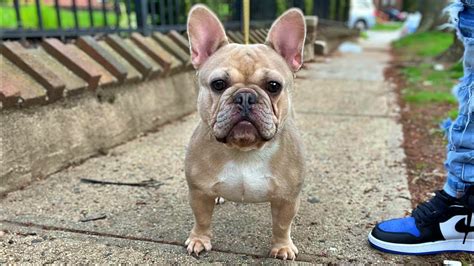  Our French a very select, well-planned, top-flight French Bulldog breeding program