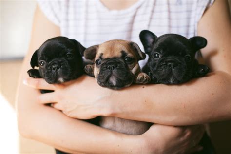  Our French bulldog puppies get plenty of social interaction and are showered with love from day one
