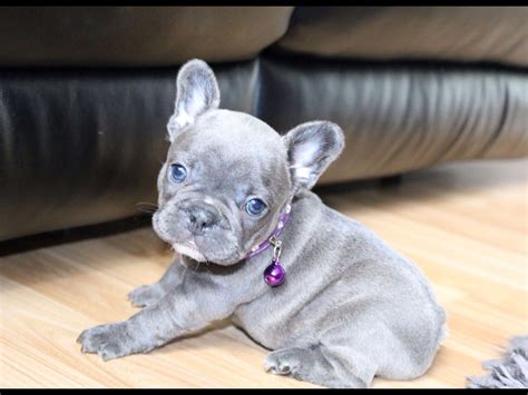  Our French bulldogs are in extremely high demand so act quickly to reserve a puppy for your family