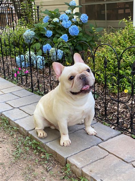  Our Frenchies come from exceptional bloodlines, and we are selective about the Frenchie parents we choose for our breeding program, knowing their bloodlines for generations