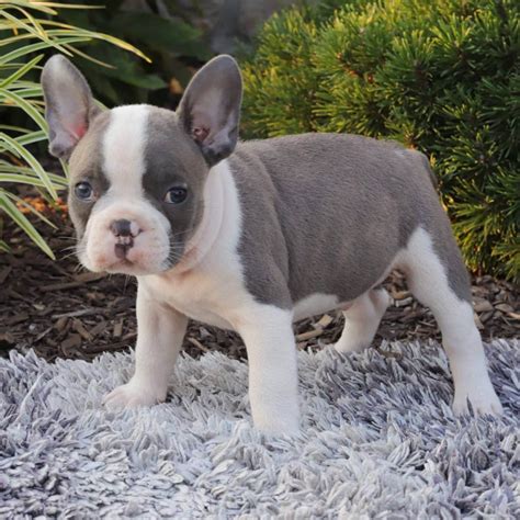  Our Frenchton puppies for sale not only have a striking appearance but also are loving, playful