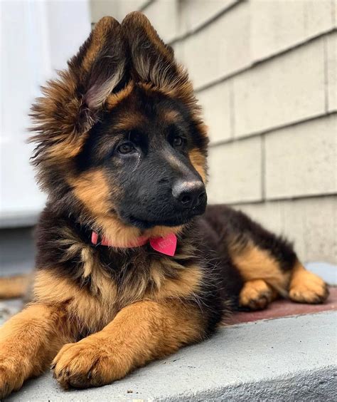  Our German Shepherd puppies are known for their loyalty, affection, eagerness to please, work ethic, and rich dark black sable, sable, and solid black coats