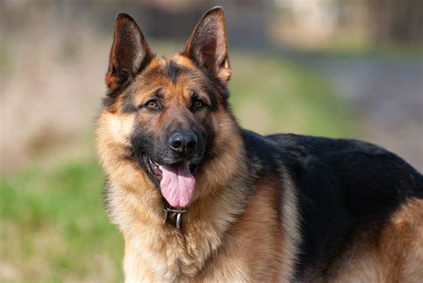  Our German Shepherd puppies are the perfect choice for personal protection and are great companions for all ages