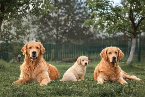  Our Golden Retriever and Vizsla Puppies Golden Meadows stands out as one of the best and most reputable Golden Retriever breeders in California and the country for our commitment to the highest quality
